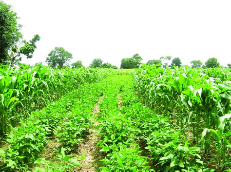 strip intercropping.